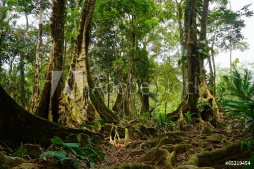 Picture of Tropical trees and roots in the jungle